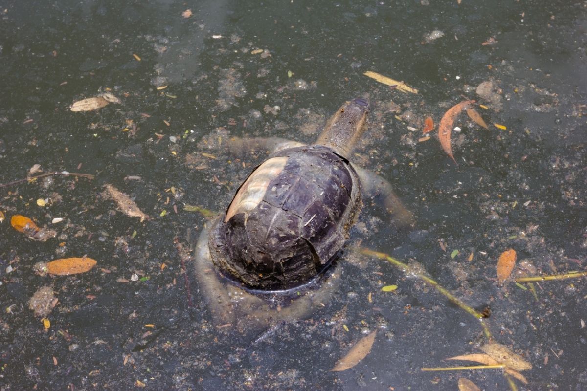 A turtle swimming in polluted water