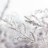 frosted plant