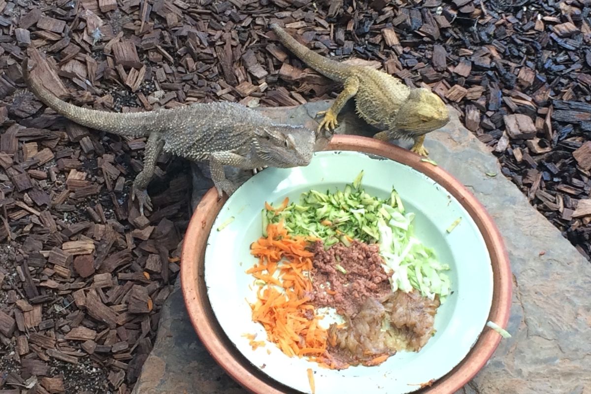 Bearded dragons eating on a plate