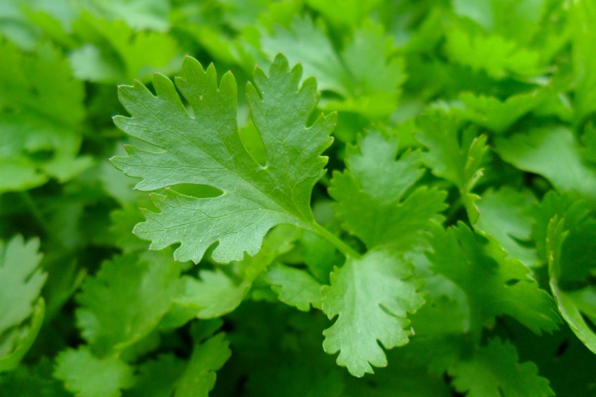 How does parsley taste like to your beardie