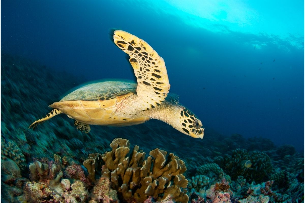 A turtle swimming in the ocean