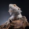 Bearded Dragons On Top Of Wood