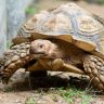 Sulcata tortoise eating grass