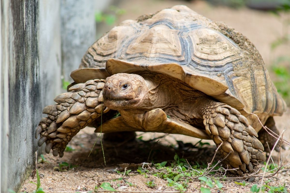 Sulcata tortoise eating grass