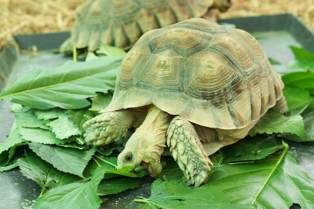 Young sulcata tortoise eating green leaves