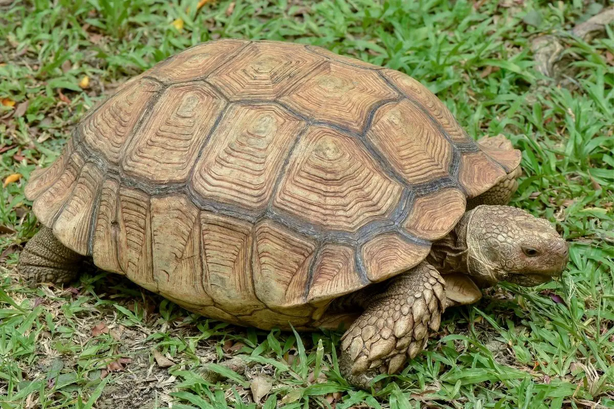 Sulcata tortoise in the green grass
