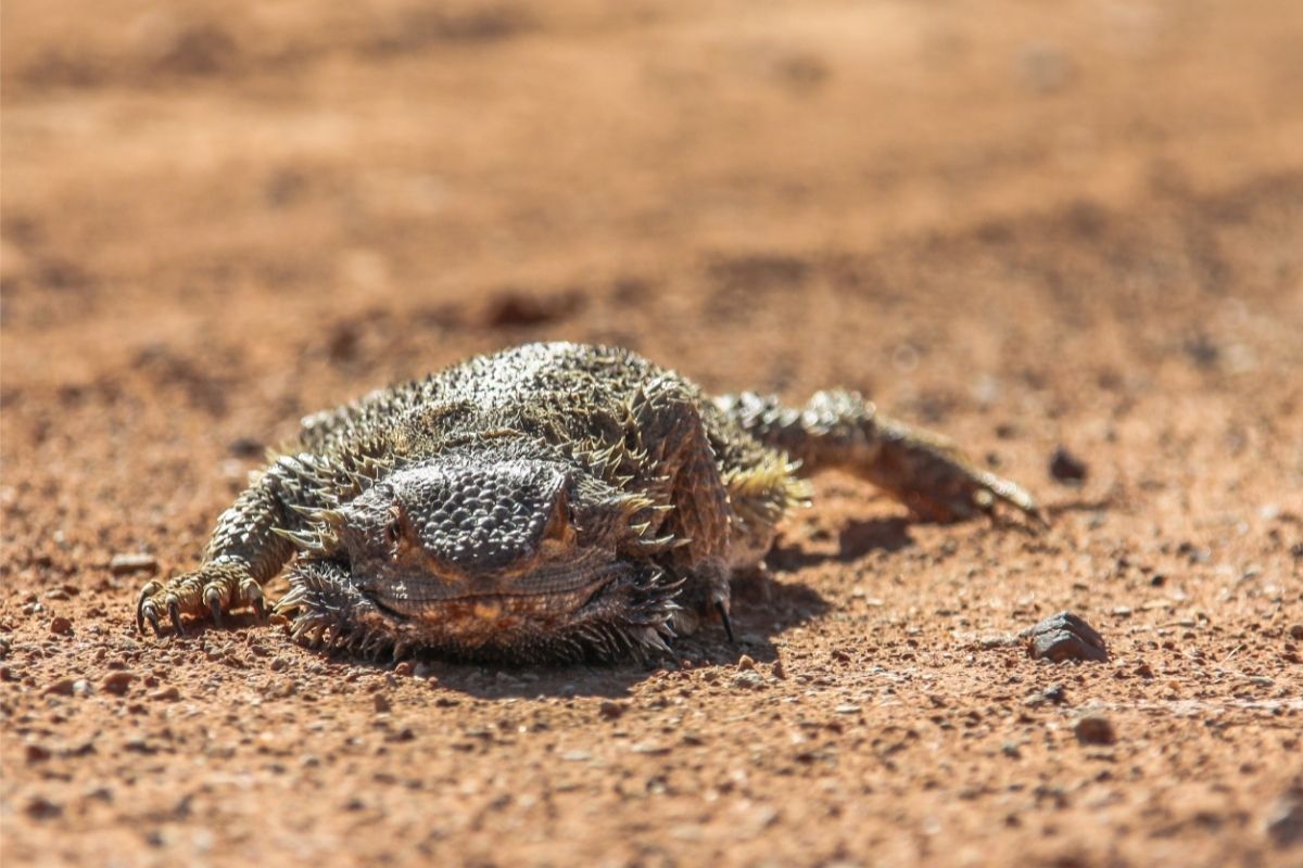 Beard dragon walking on desert