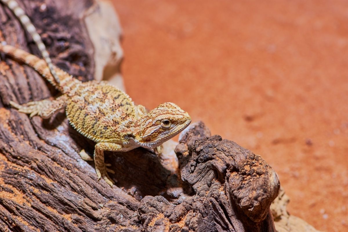 Young bearded dragon