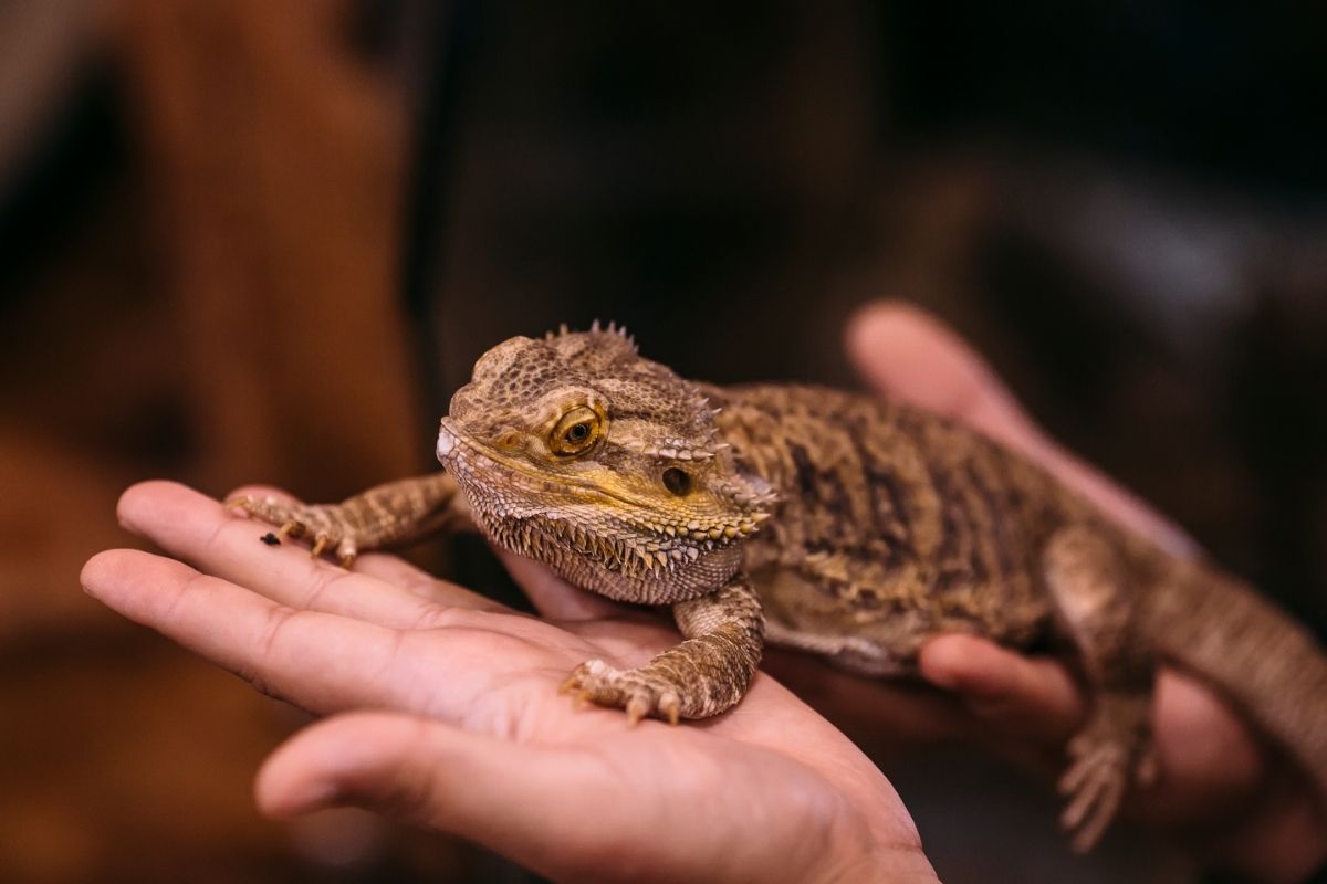 How long can bearded dragons live without eating food?