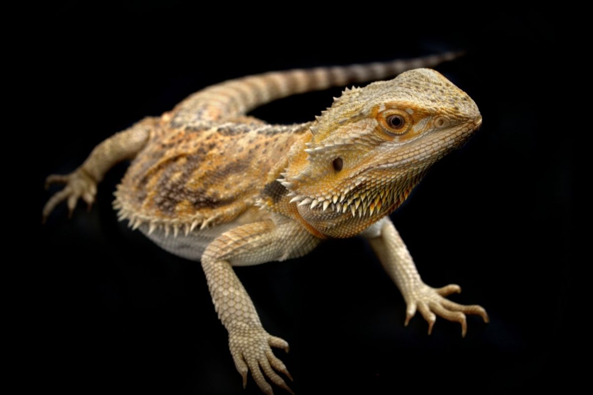 How long can bearded dragons live without eating food?