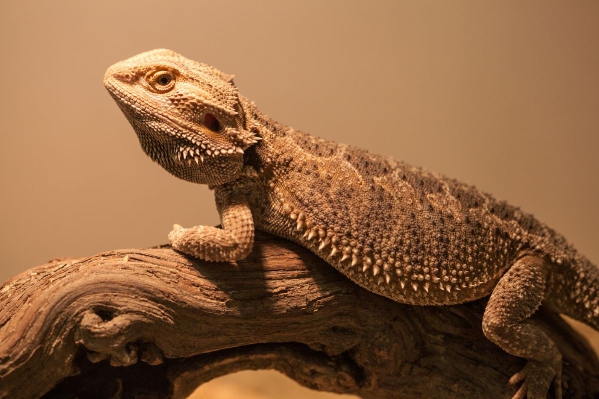 Bearded dragon on a wood