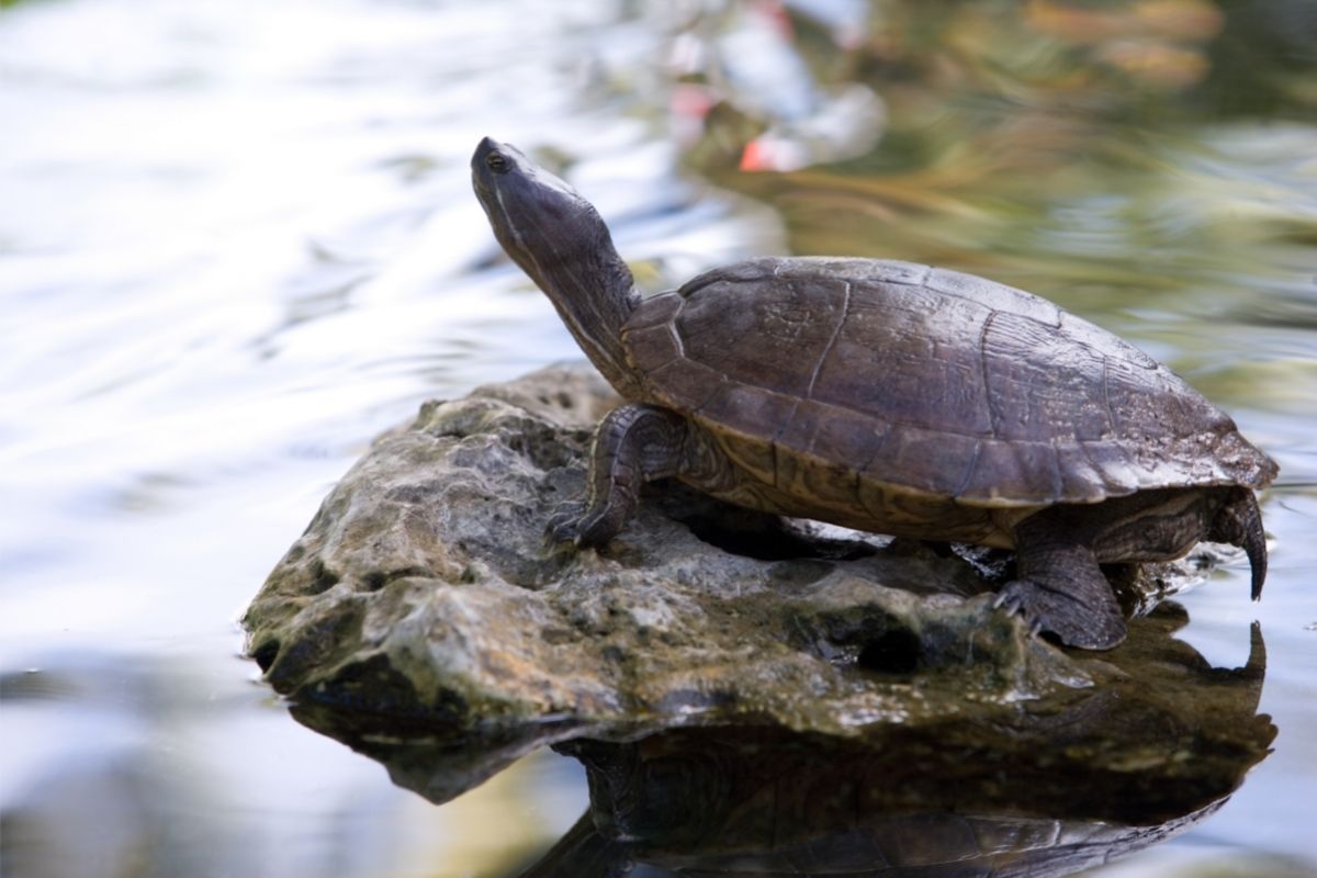 Turtle basking on rock in the middle of the river