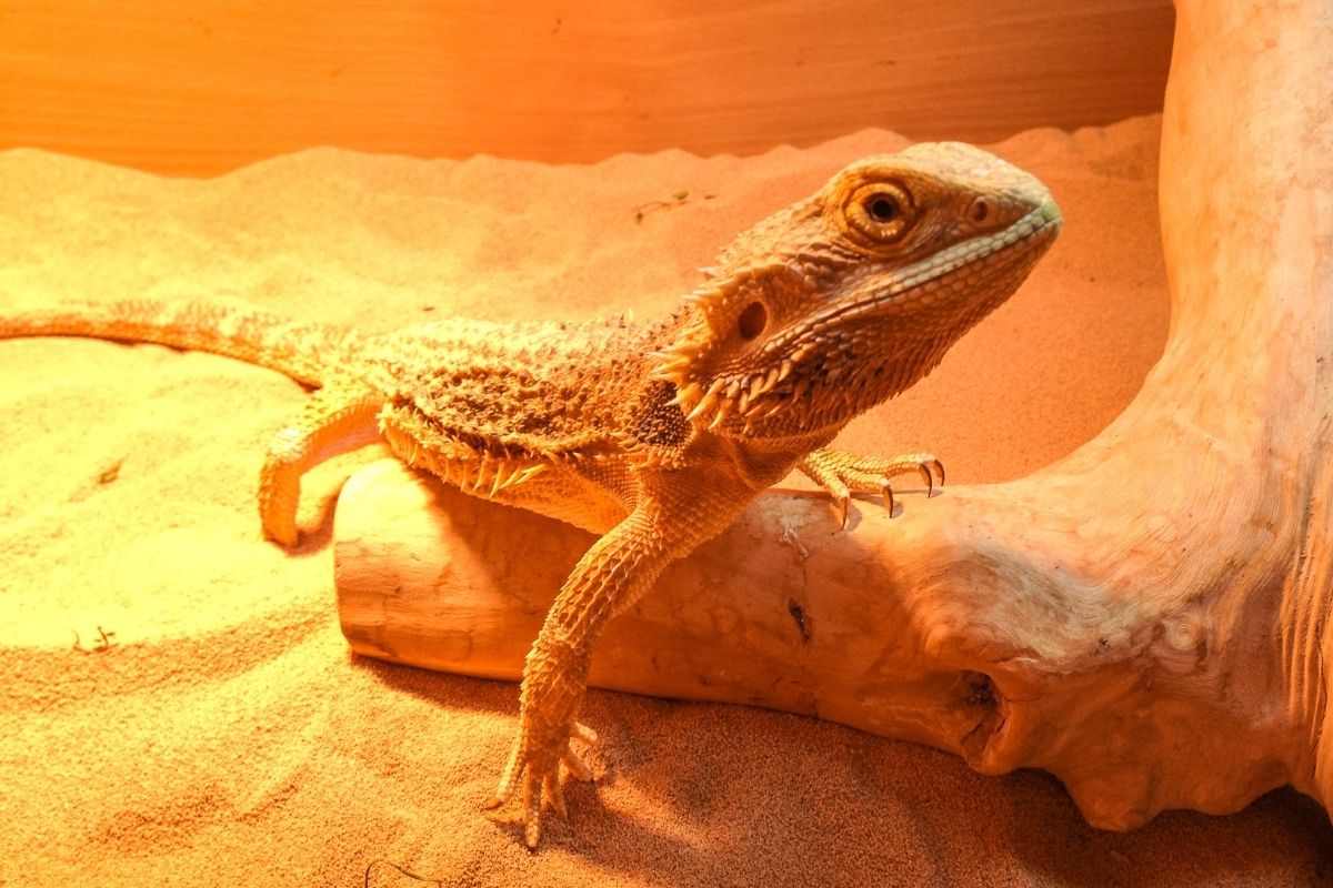 Bearded dragon under some light