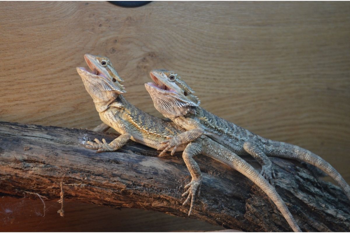 Two bearded dragons climbing on wood