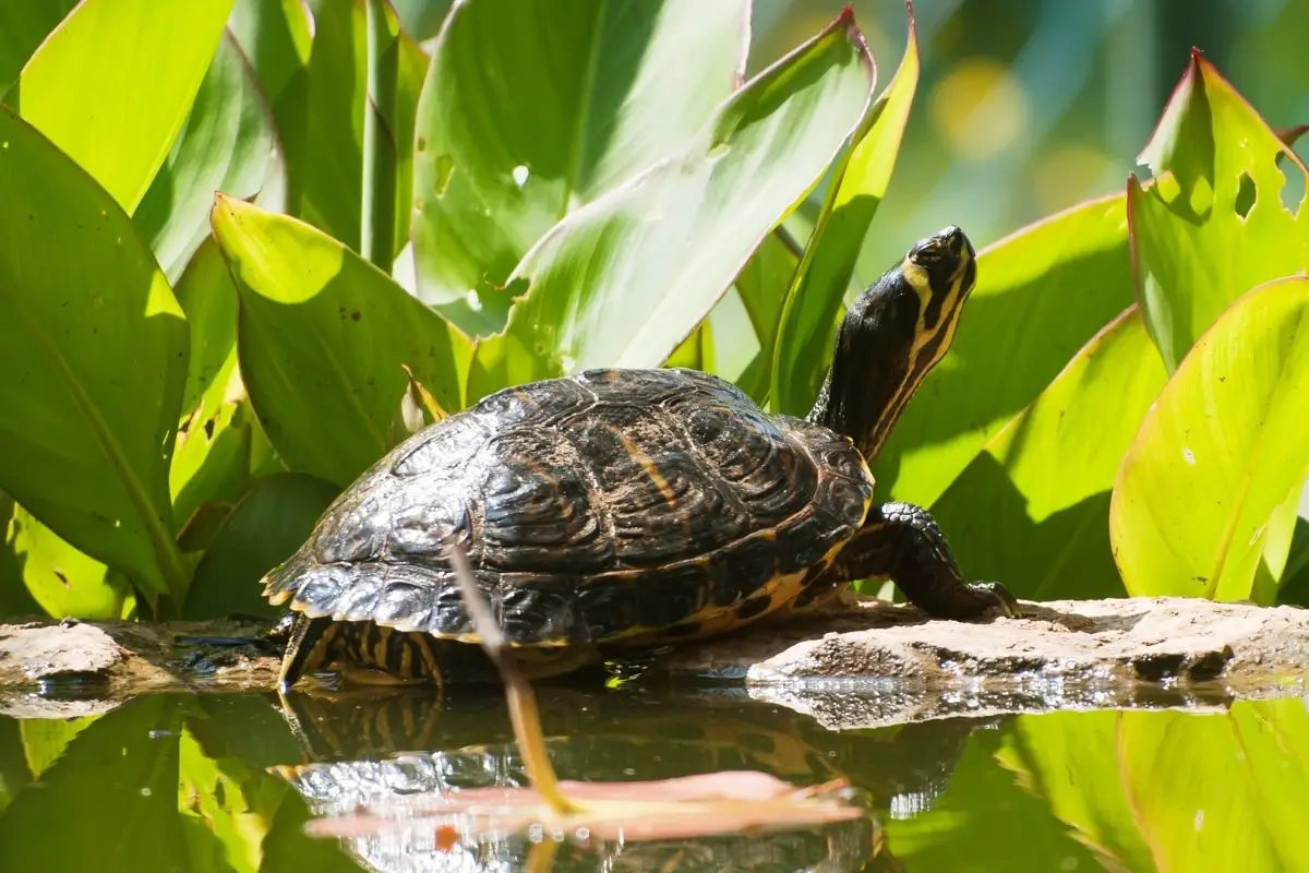 Turtle on the pond