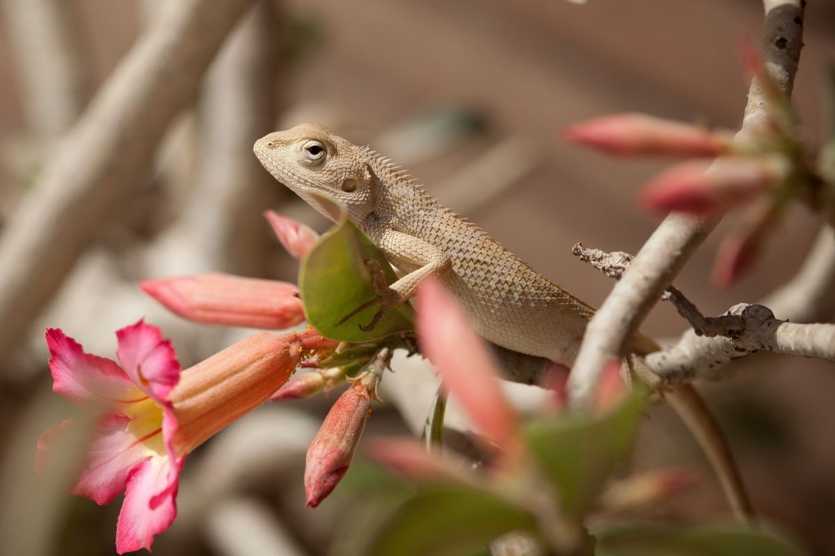 Bearded dragon with pink flower