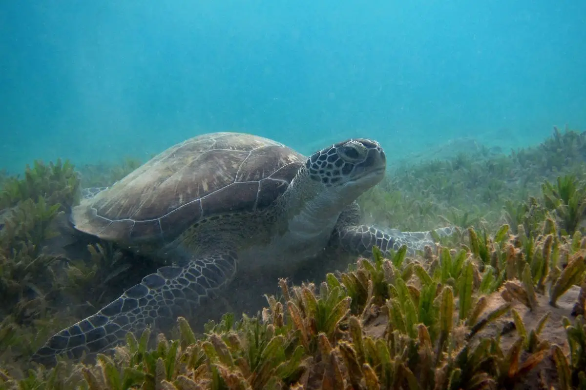 Turtle eats seagrass