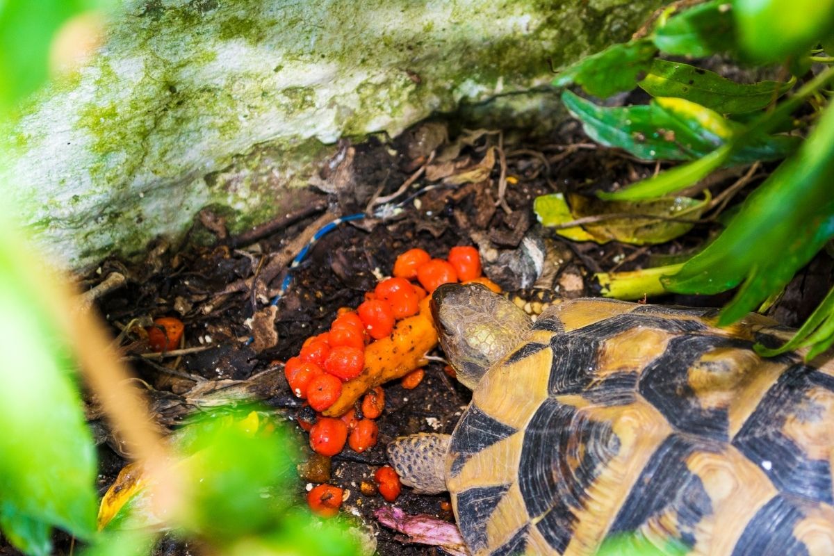 Turtle eats orange fruit