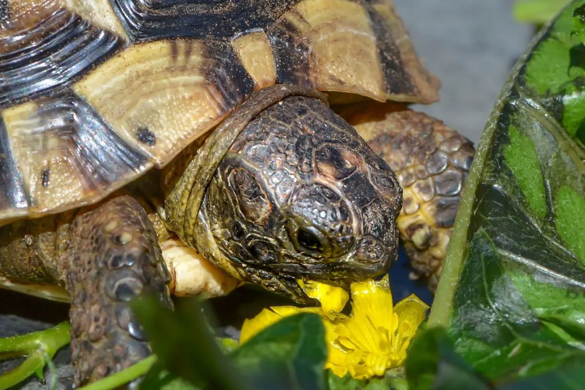 Turtle eating salad