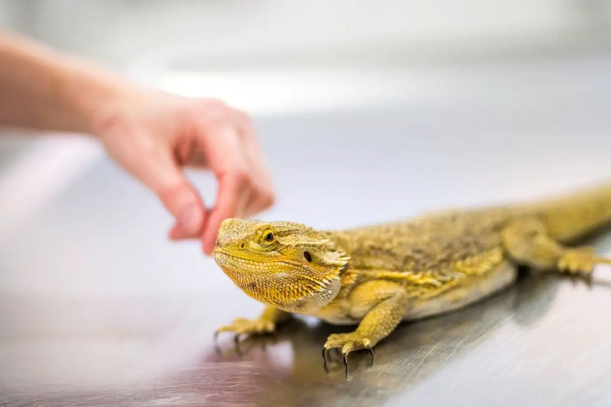 Yellow bearded dragon being petted
