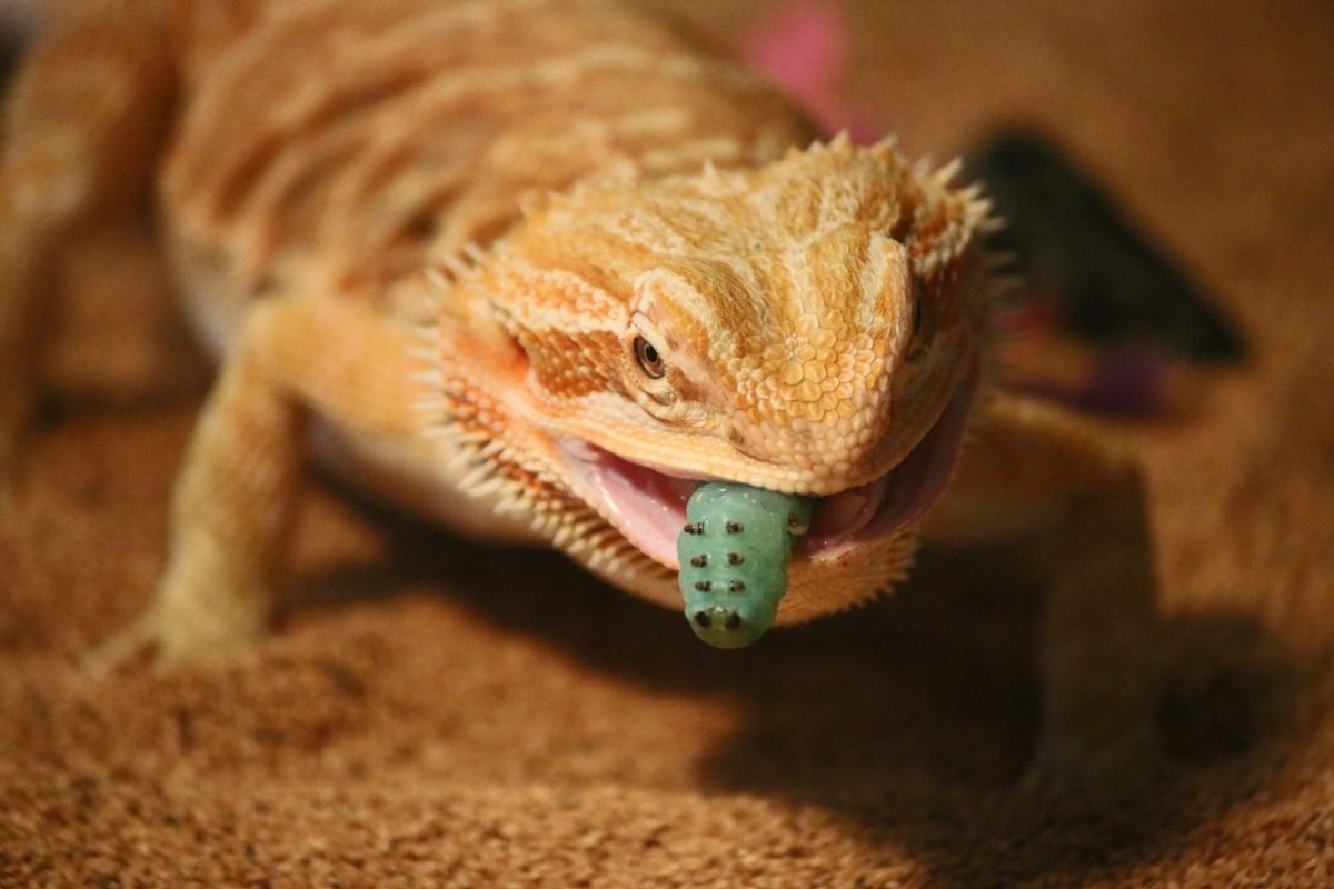 Eating bearded dragon