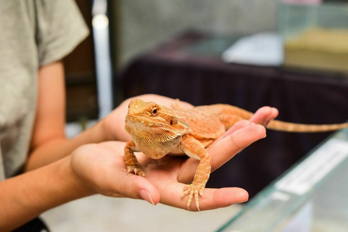 How should you pick up your bearded dragon