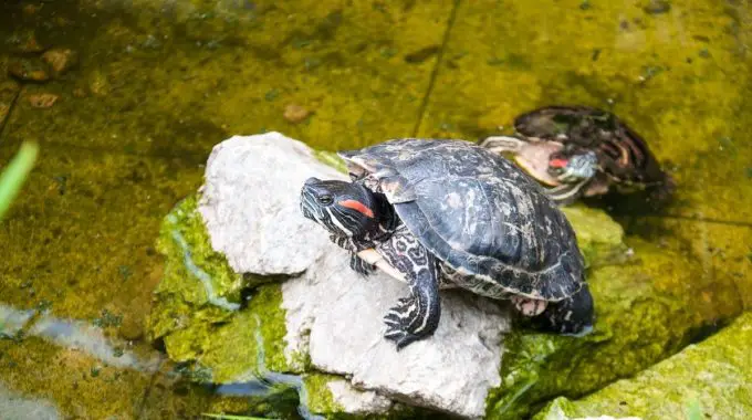 2 turtles in a pond