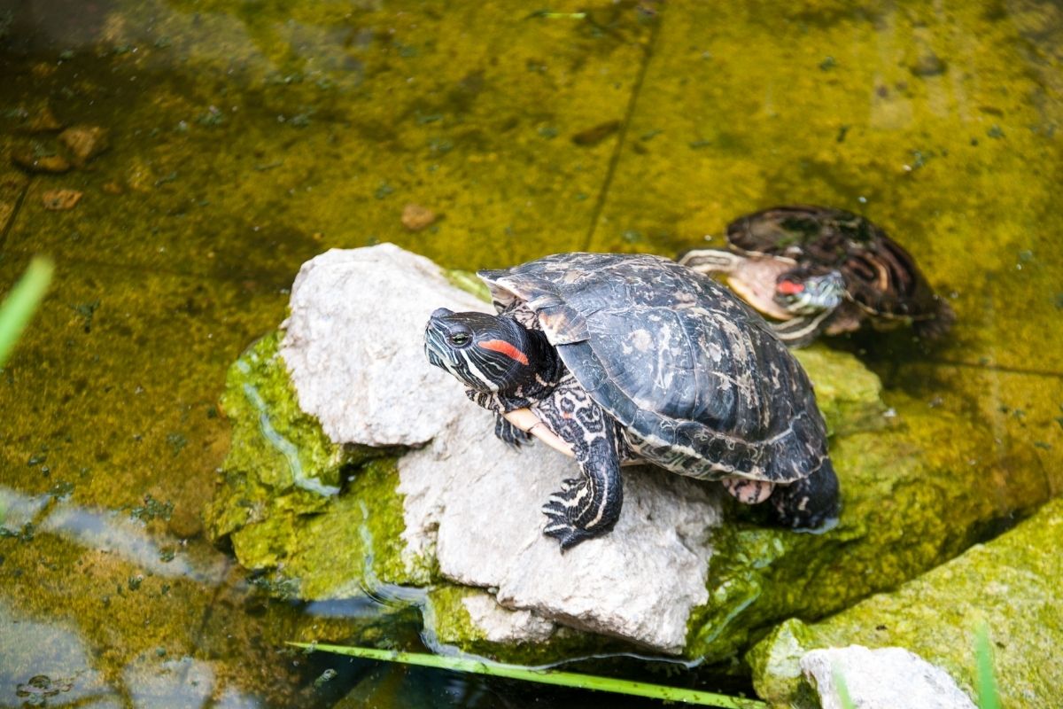 2 turtles in a pond