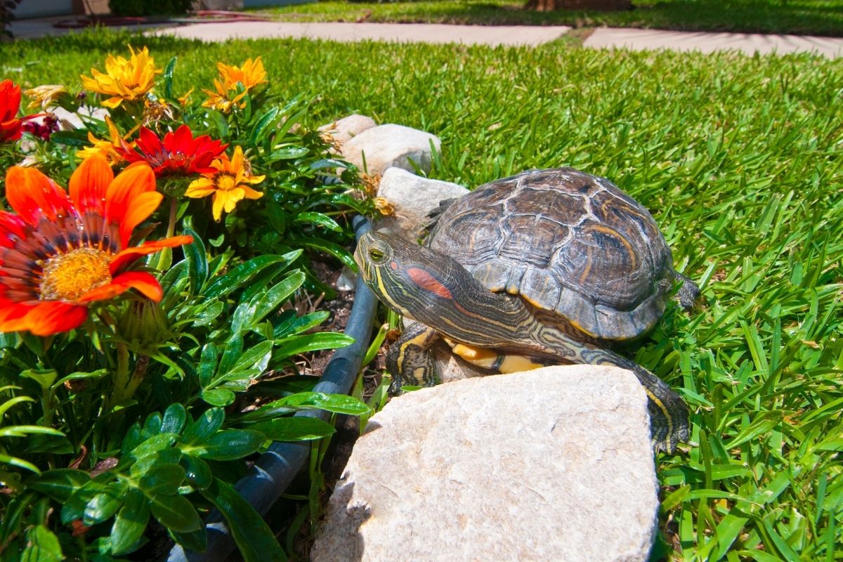 Turtle on a garden grass