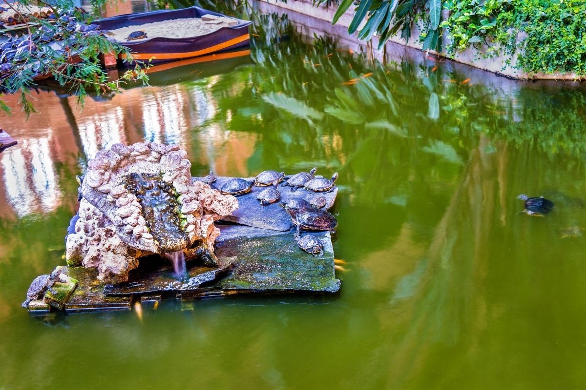 Turtles in a pond