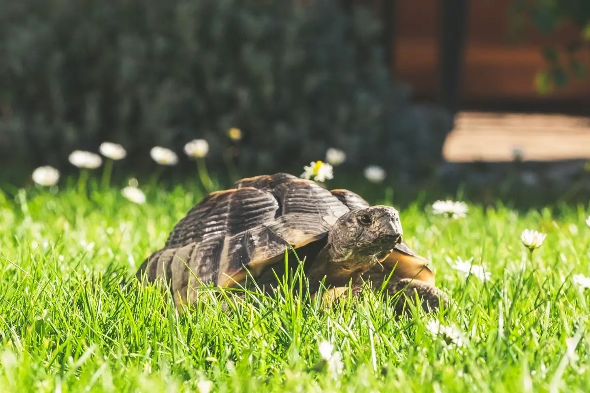 turtle walking on grass