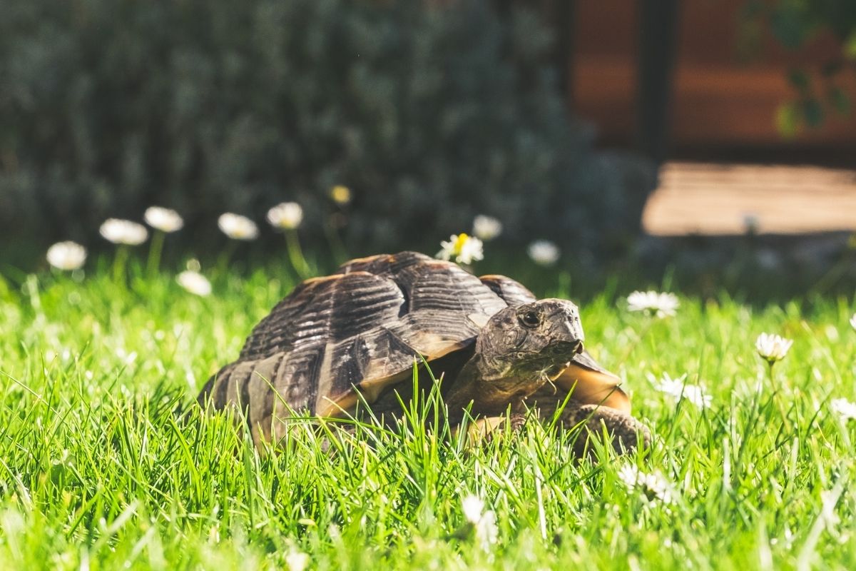 Turtle walking on grass