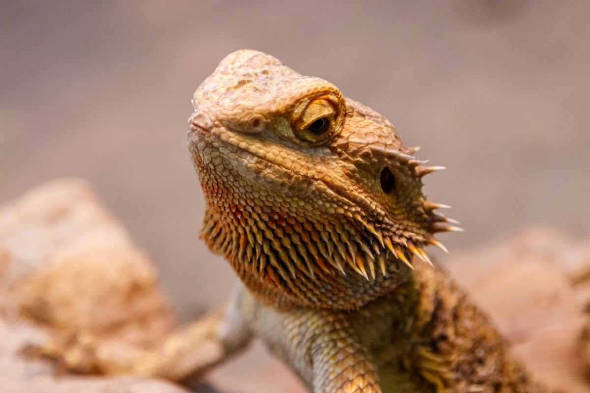 Bearded dragon staring