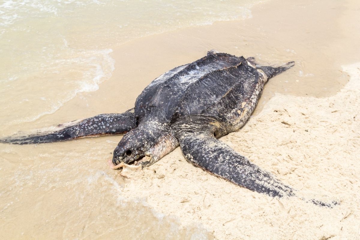 Turtle on the seashore