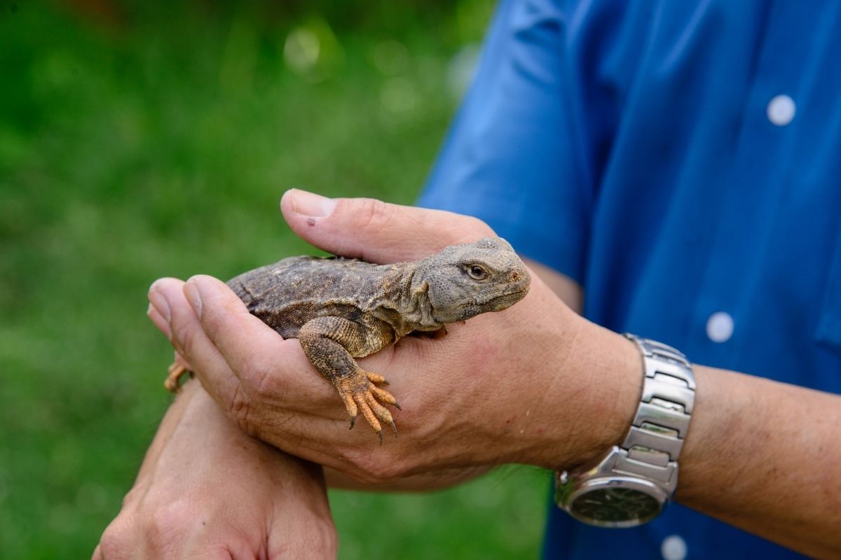 Sick bearded dragon held by a handler