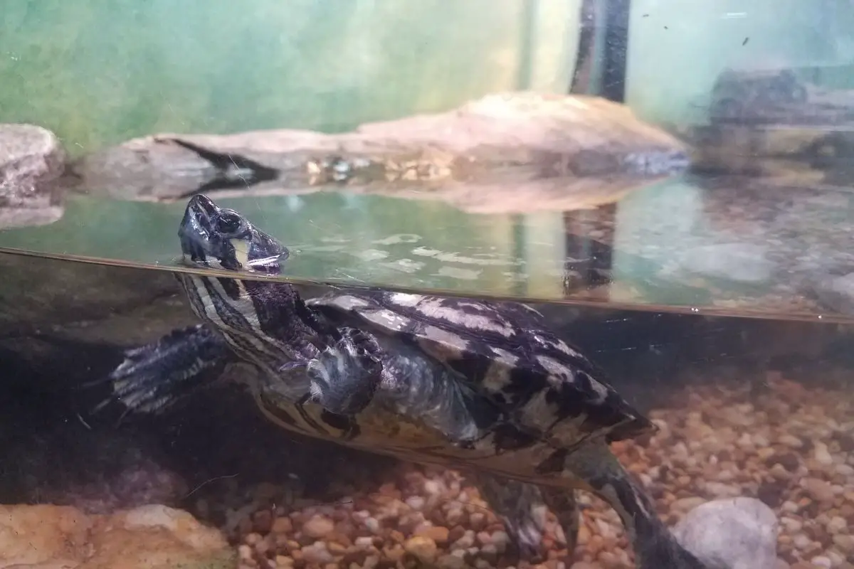 A turtle swimming up the tank