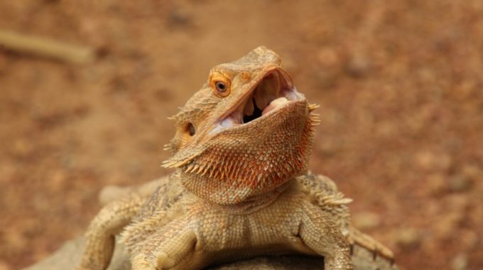 Open mouth brown bearded dragon on a rock