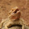 Open Mouth Brown Bearded Dragon On A Rock