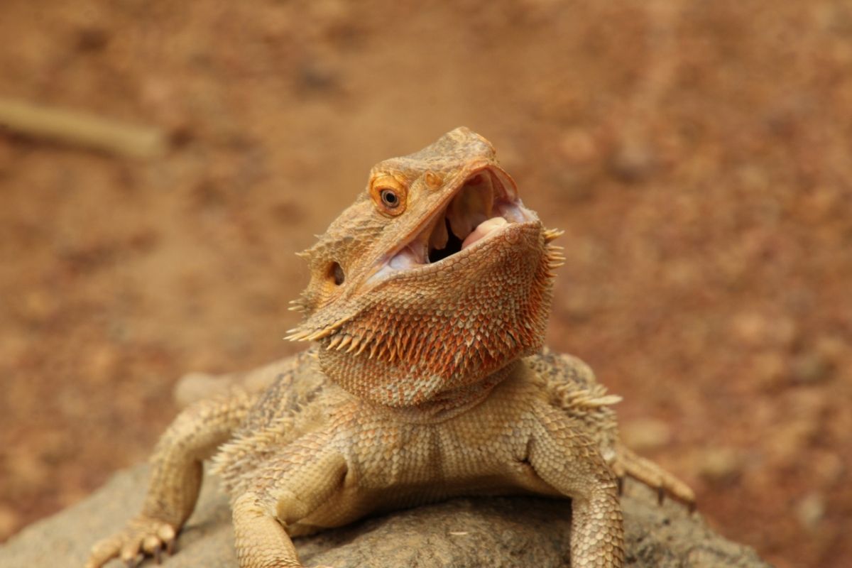 Open mouth brown bearded dragon