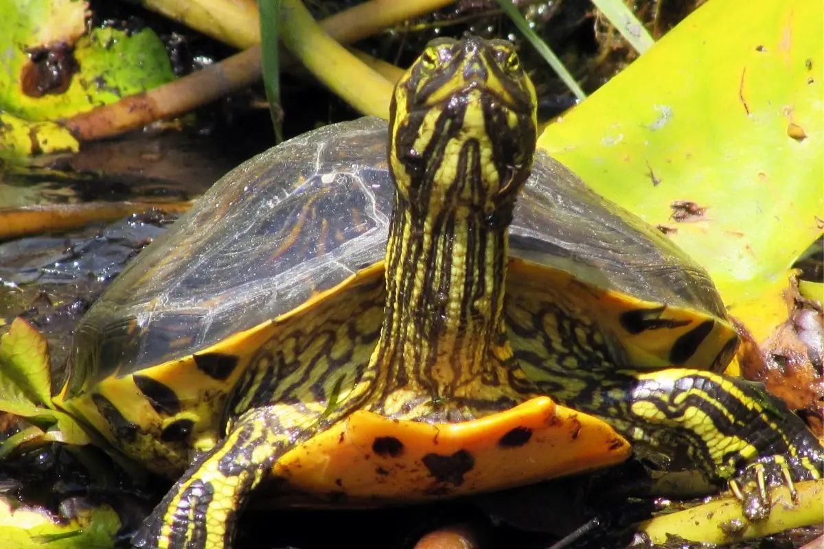 Yellow-bellied slider on the pond