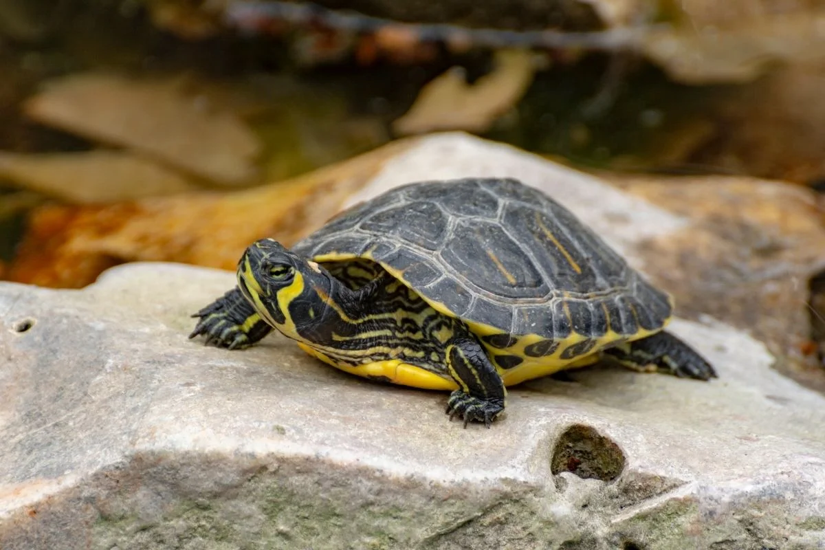 Yellow-bellied slider on a rock