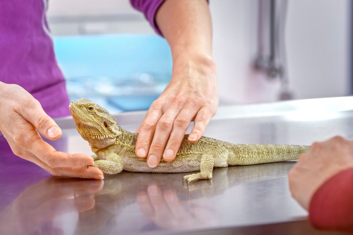 Bearded dragon vet check up