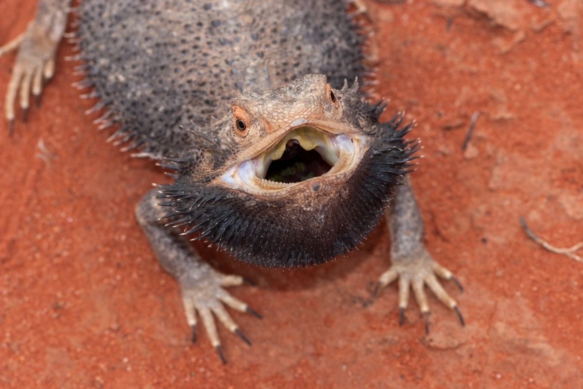 Bearded dragon on the ground open mouth