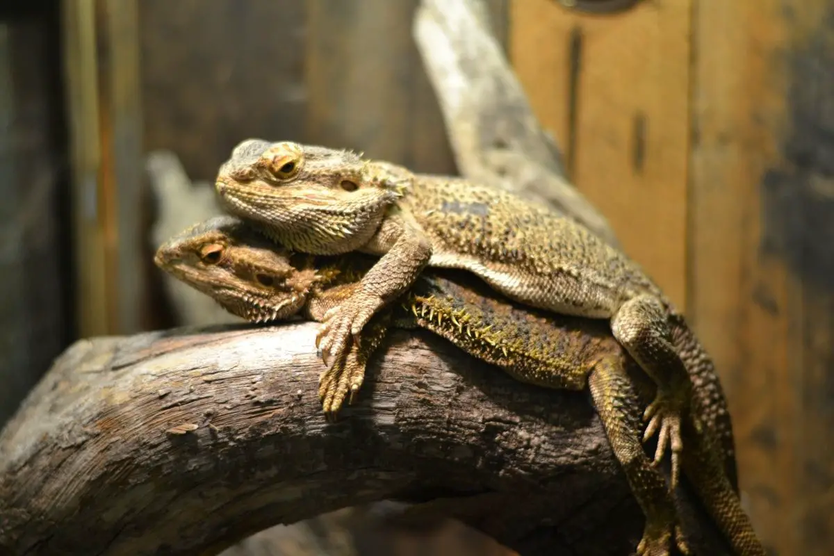 Two bearded dragon on a wood