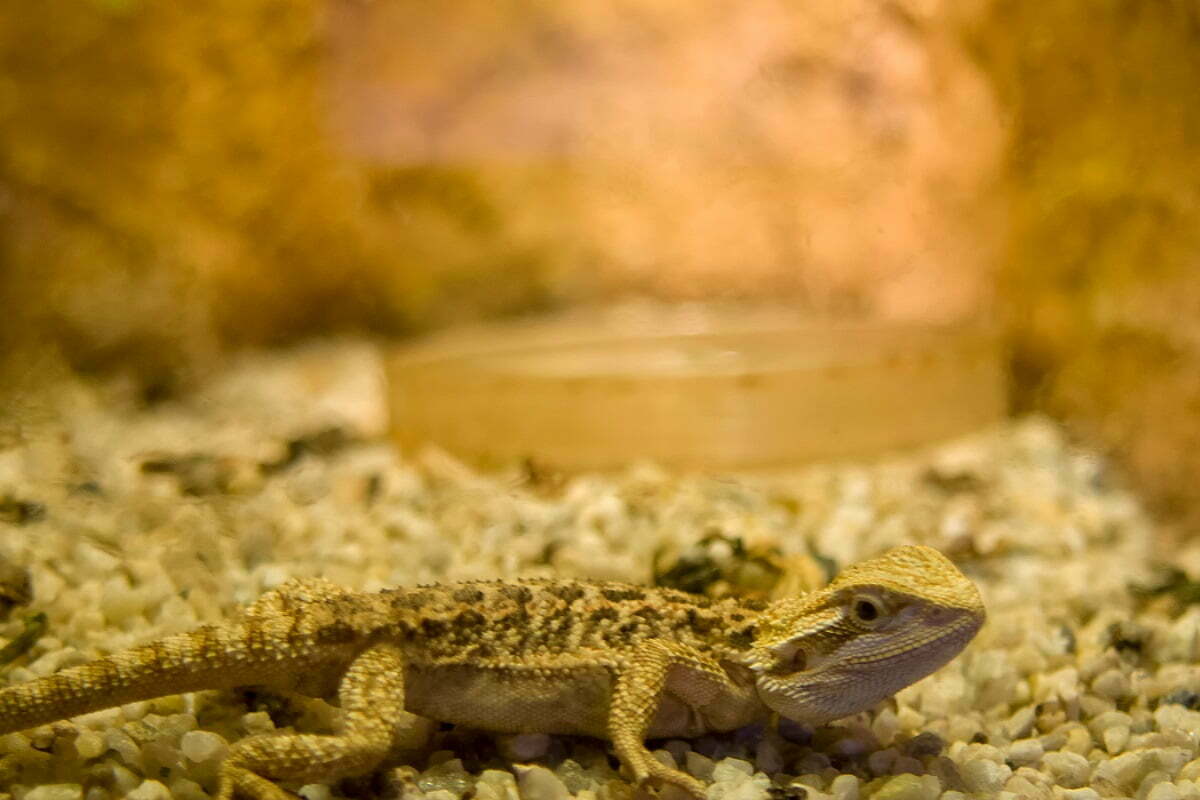 Bearded dragon laying low on rocks