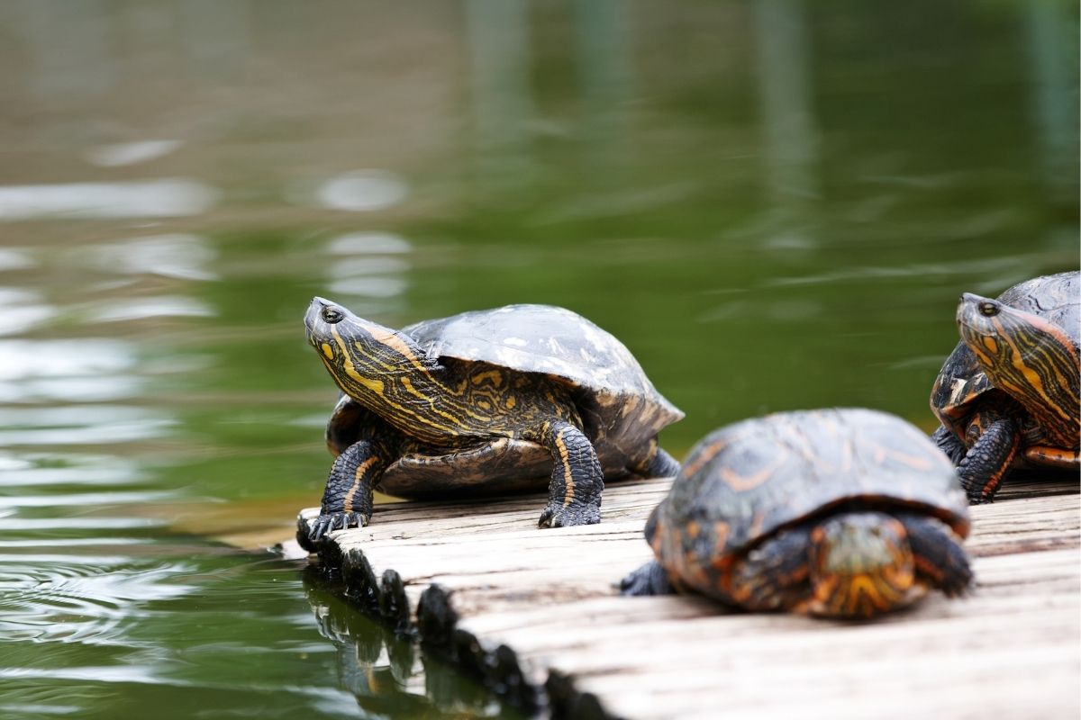 Turtle basking with heads raised