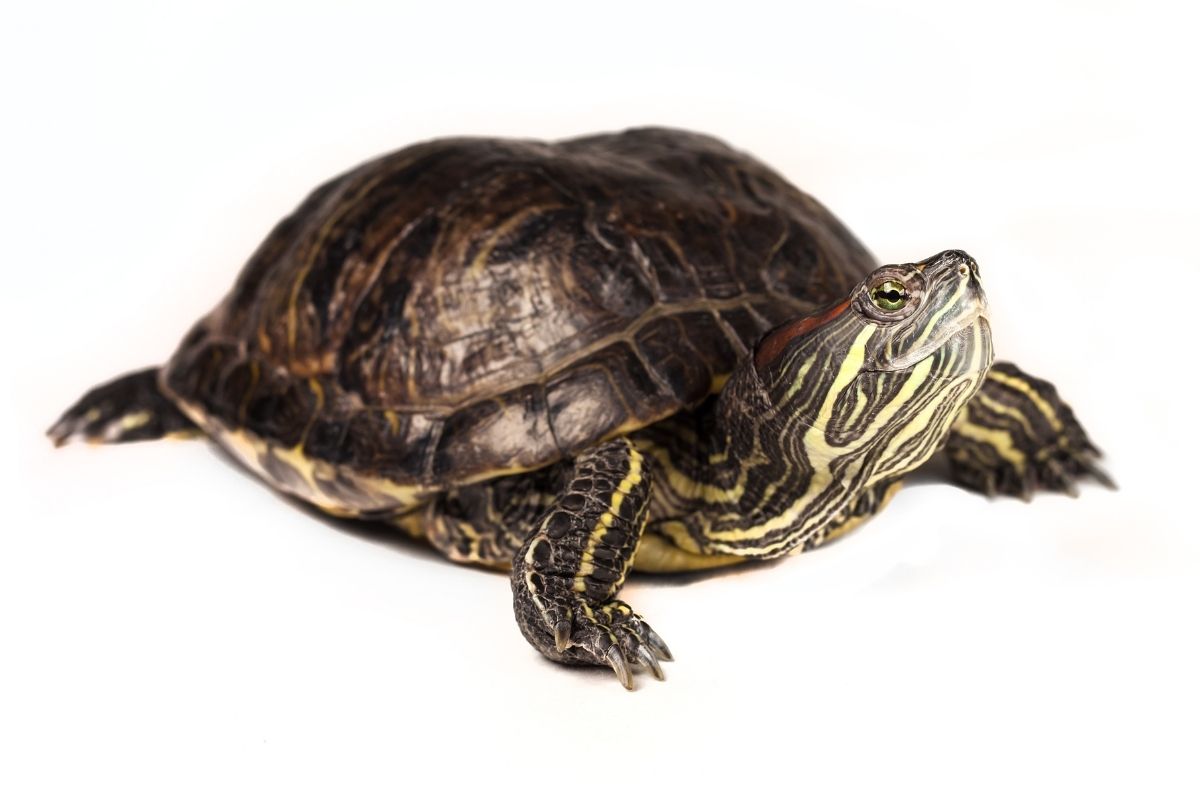 red-eared slider on a white background