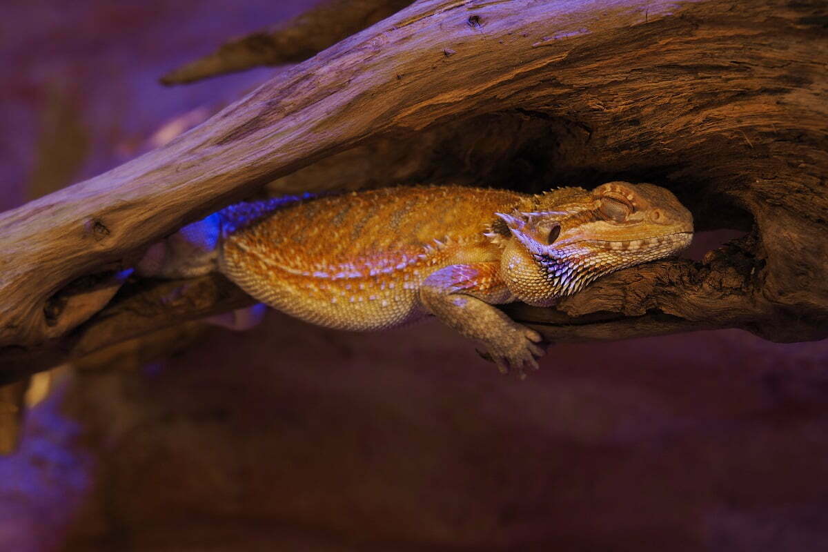 Bearded dragon with eyes closed