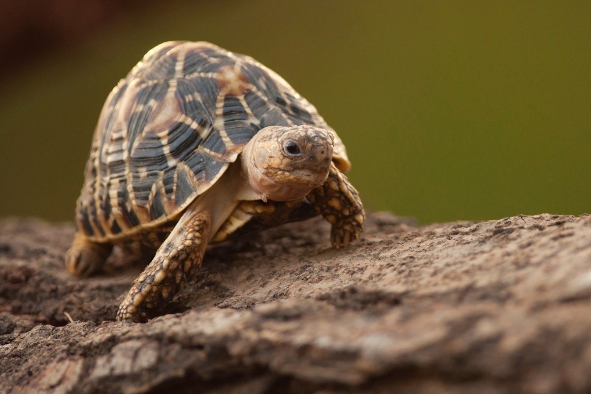 Indian star tortoise in the rock