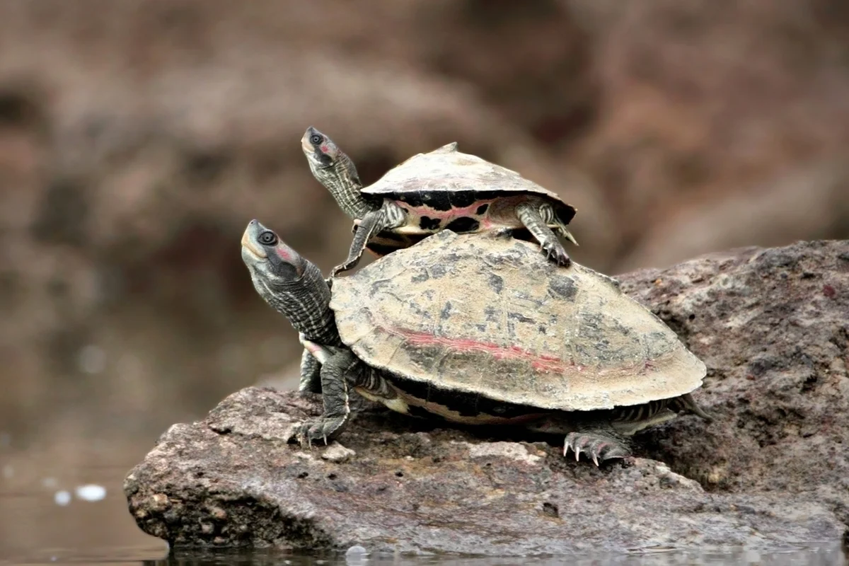 2 indian tent turtles standing on a rock